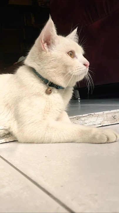 Cupril cute 🥰#shortvideo #cat #ytshorts #cupril #youtubeshorts #cutecat #shorts #youtubeshort #viral