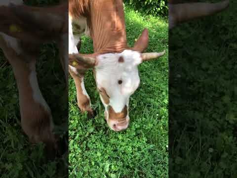 #terapia #cow #soothing #inek #yayla #short #doğa #doğalyaşam #doğal