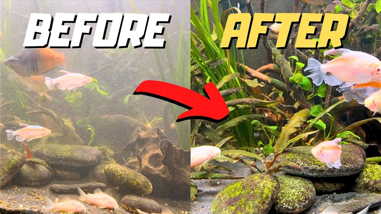 Fluval 307 Canister Filter Upgrade for Crystal Clear Water ! YouTube