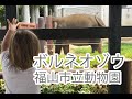 福山市立動物園　Fukuyama Zoo　ボルネオゾウ の動画、YouTube動画。