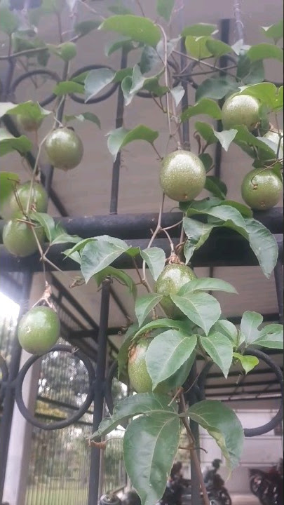 Download lagu markisa fruit #shorts #agriculture #markisa