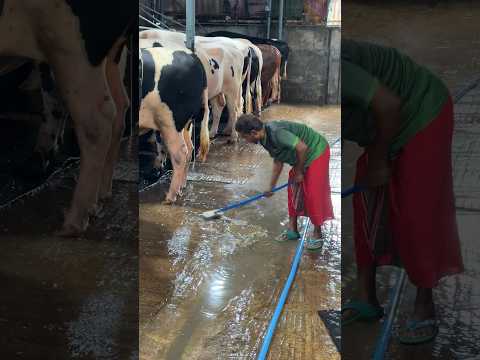 Big cattle farm