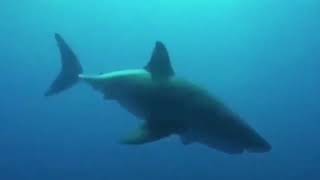 акула чихает(мем)