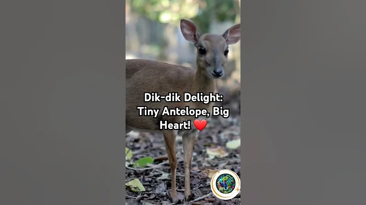 Dik-dik Delight: Tiny Antelope, Big Heart