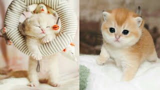 Funny Cat Videos - Cute and Funny Cats #17 | Puppy Town by Viral Tech Hub 360 views 3 years ago 4 minutes, 14 seconds