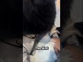 This Bird Has Zero Survival Instincts #cute #funny #animals
