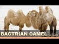 Bactrian camel fun facts for kids – Interesting camel information you need to know