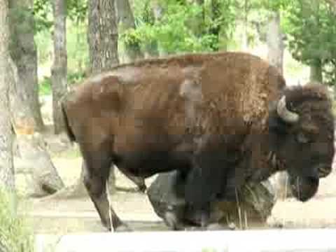 Buffalo Scratching on Rock in Camp Doris, Wichita ...