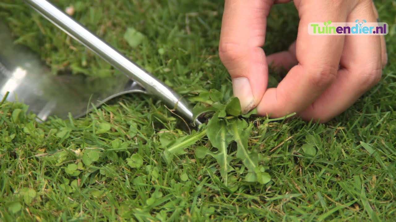 Tuinendier.Nl - Hoe Kan Ik Onkruid In Het Gazon Verwijderen? - Youtube