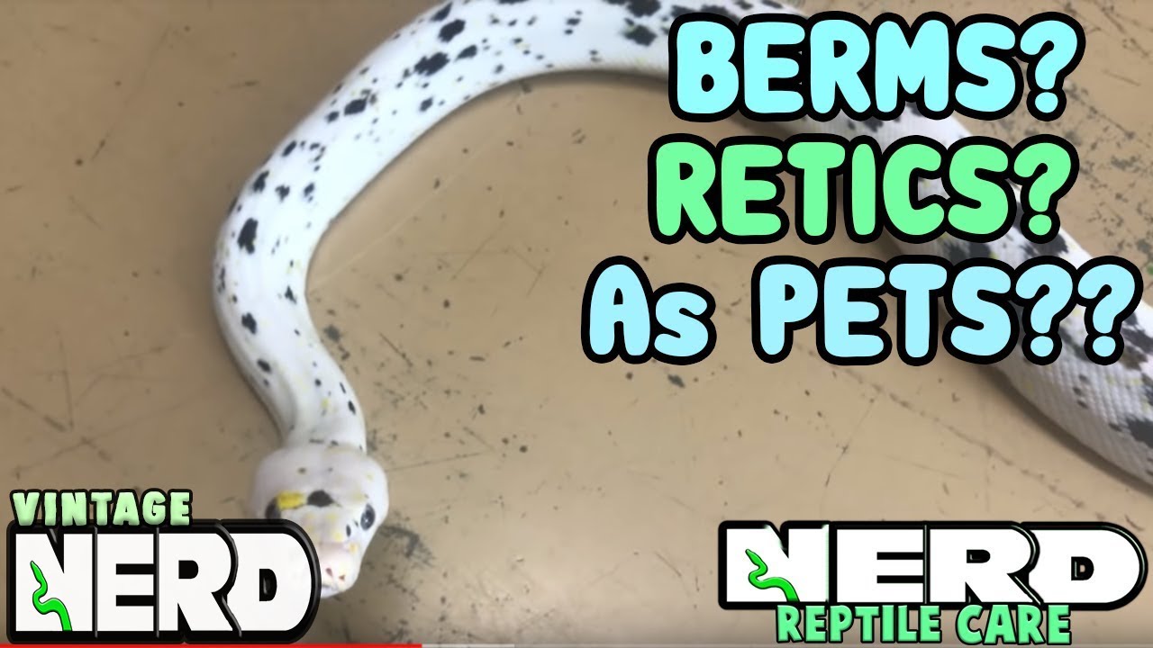 vlogs in spanish GIANT SNAKES AS PETS - BURMS OR RETICS?