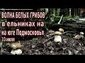 Волна белых грибов в ельниках на юге Московской области, 65 км по Каширке