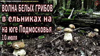 Волна белых грибов в ельниках на юге Московской области, 65 км по Каширке