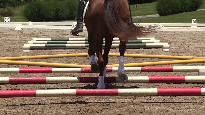 Michele Wellman: Trot Figure-Eight Pattern Over Ra...