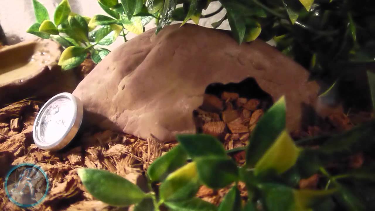 baby Ball python Setup - YouTube