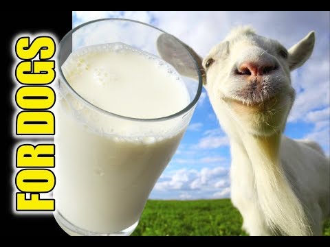is milk good for dogs is milk good for dogs
