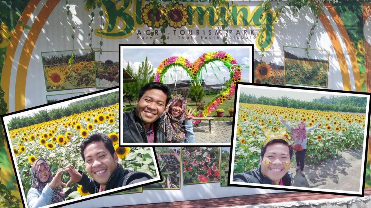 SUNFLOWER FARM TUPI, SOUTH COTABATO PHILIPPINES! YouTube