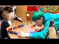 6種類の動物とドミノ100個全て並べるには何時間掛かる?