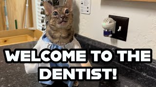 Welcome to the dentist! Gumbus definitely won’t steal your teeth…