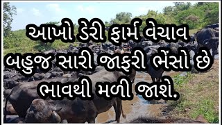 આખો ડેરી ફાર્મ વેચાવ છે|બહુજ સારી ભેંસો છે|ભાવથી મળી જાશે. (azu hala)