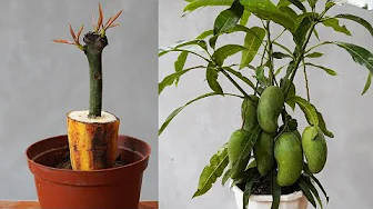 Growing Mangoes with Bananas: Branch Cutting Method