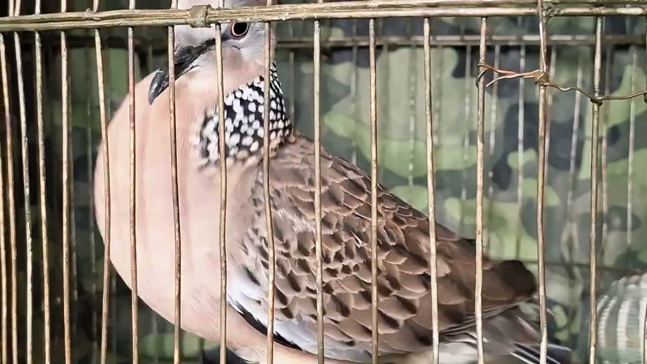 427 (BÃO TỒN) ( SẤM BẦU ) BỔI PHÓNG NƯỚC NƯỚC HAY CỨNG GÙ TRONG AE KÊT ĐT 0393317436