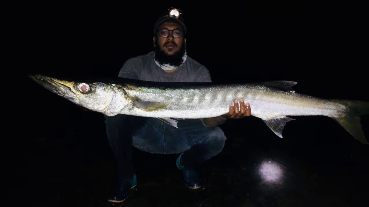 Biggest barracuda from shore YouTube