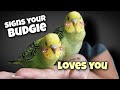 If your pet bird shows these signs, be sure it loves you!