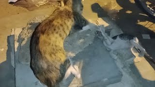 Mother Cat beating Her Kitten for Bothering Her... @Homelesshungrycats