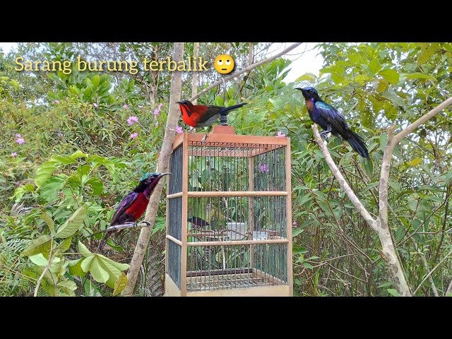 Mikat konin dan king konin, ketemu sarang burung terbalik class=