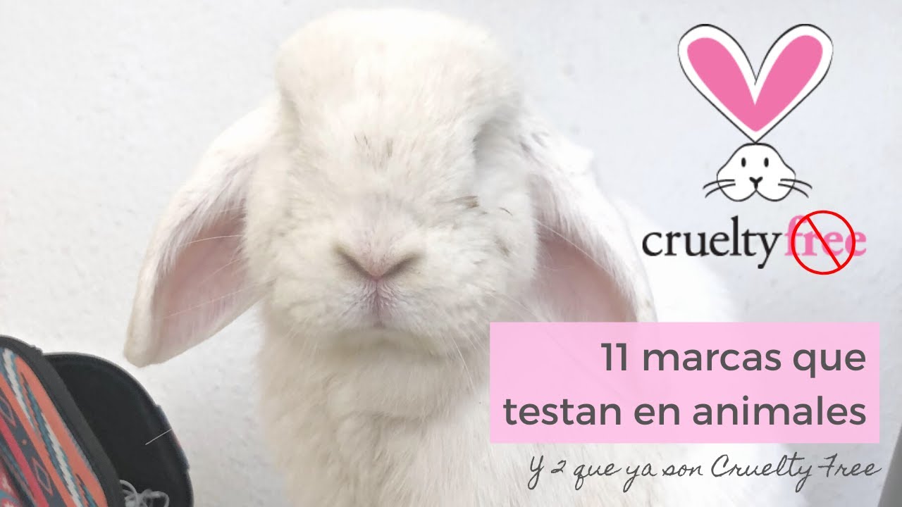 🚫11 marcas que testan en animales 🚫 + 2 que ahora son #crueltyfree 🐰 ...