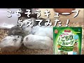【ジャンガリアン】ハムスターにごち草キューブを与えてみた！
