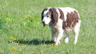 Personalizing Your Brittany Dog s Style with DIY Crafts and Accessories