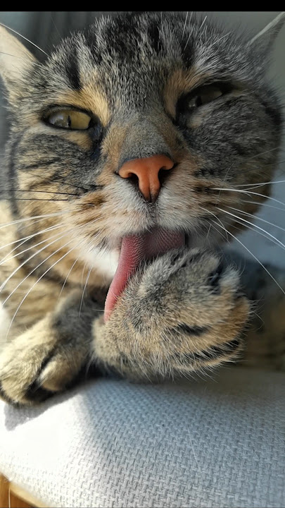 Majesty Misti 😻💟✨💟😻 #cat #cute #catlover