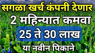 25 ते 30 लाख 2 महिन्यात कमवा सर्व खर्च हि कंपनी देईल।chiya seed farming in Maharashtra।ऑगस्ट पिके screenshot 5