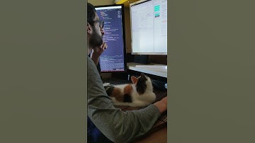 Why Cats Are So Good at Learning Web Development