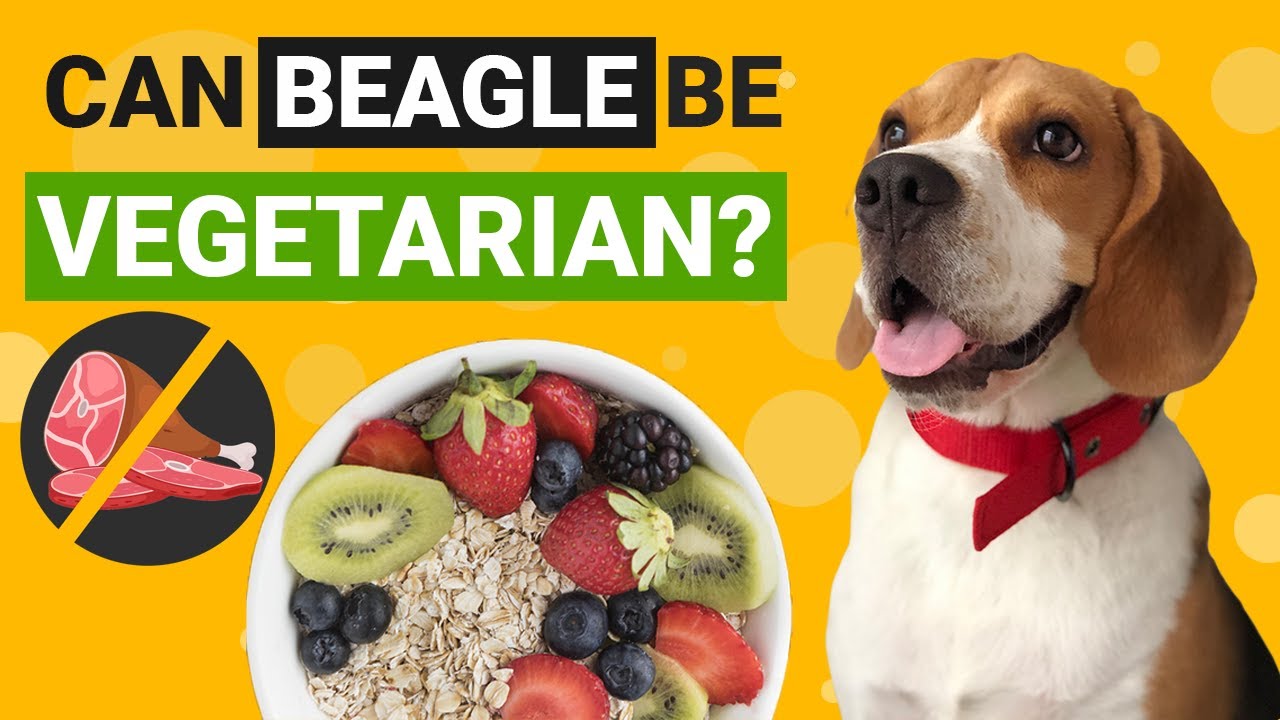 can a beagle eat strawberries