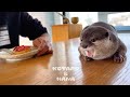 カワウソのとなりで優雅に苺タルトを食う父ちゃん　Otter Juggling Next to Me Eating a Strawberry Tart