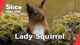 How a Red Squirrel Survives Winter in the Forest | FULL DOCUMENTARY