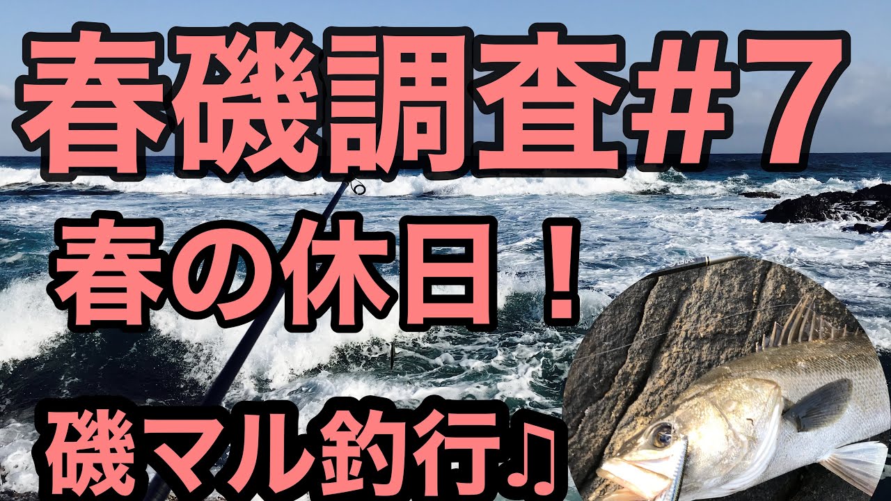 釣りシーバス 7春磯調査 春の休日 連続釣行 磯マル Youtube