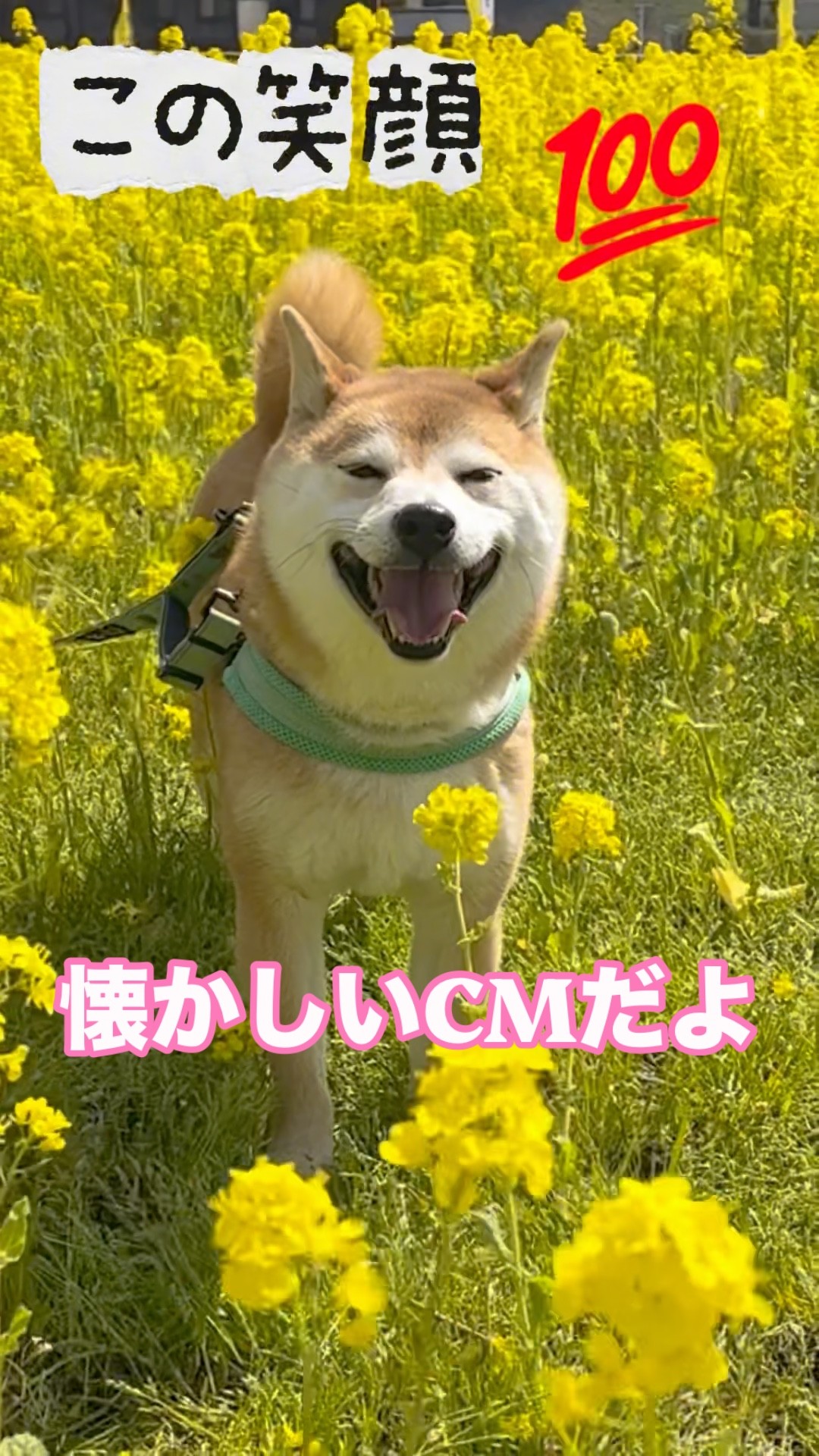 この笑顔百円？100点です！#ミスタードーナツ - YouTube