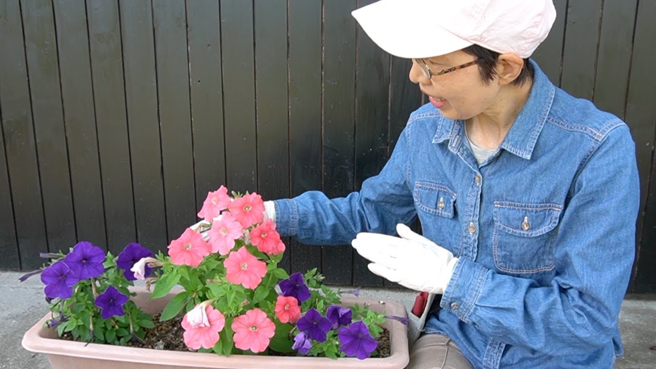 ペチュニア 一週間ぶりの花がら摘み Youtube