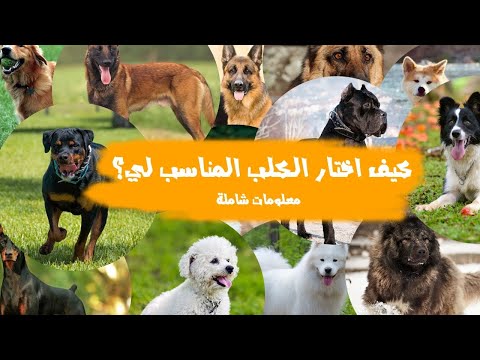 كيف اختار الكلب المناسب لي؟ مع وجود كل هذه السلالات!- V#94