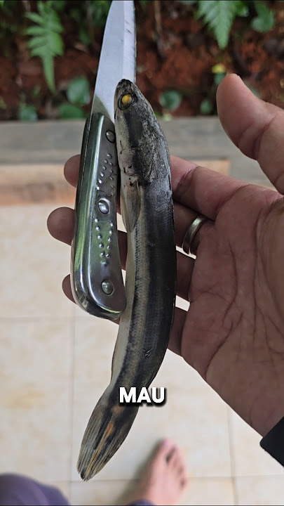 Mau ga ya⁉️KASI MAKAN CHANNA MARU PAKE TOMAN