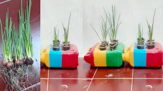 Cara menanam bawang hidroponik (botol bekas) // How to grow hydroponic onions (used bottles)