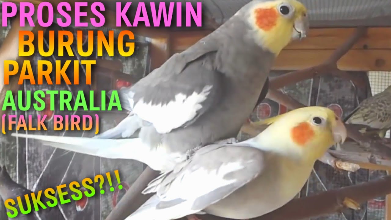 Proses Kawin Burung Parkit Australia Falk Dari Awal Sampai Selesai Semoga Berhasil Youtube