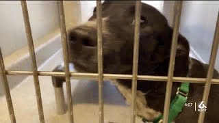 San Luis Obispo County unveils new Animal Services building