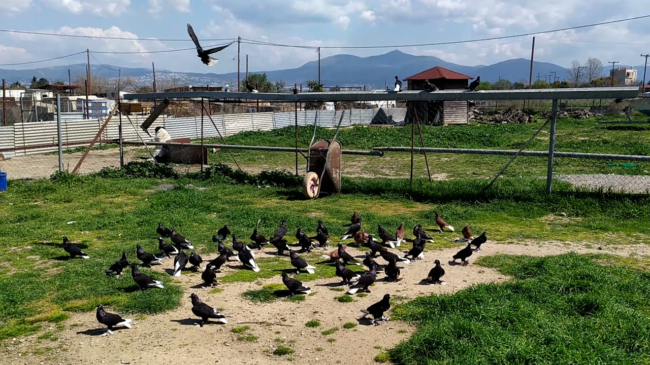 30/03/2021 (χαβάς -το πέσιμο)στον πρωταθλητή Ιωάννη Χοχλάκα.