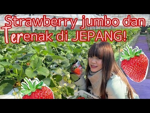 Makan strawberry jumbo & Terenak di jepang! - YouTube