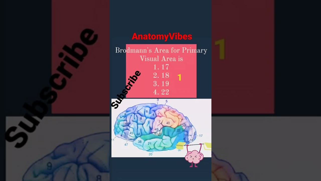 Primary Visual Area | Brodmann's Area | Functional Areas of Brain 