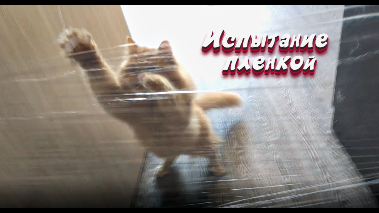 CAT vs Ferret (КОТ vs ХОРЕК)! испытание пленкой | CATvsFRED